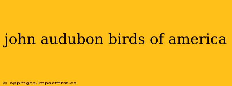 john audubon birds of america