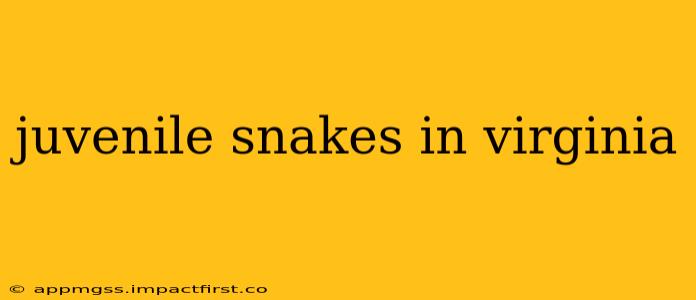 juvenile snakes in virginia