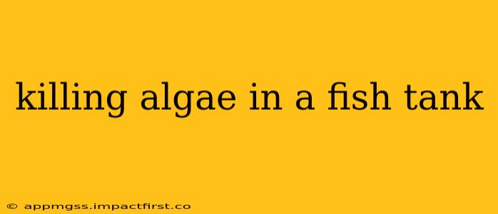killing algae in a fish tank