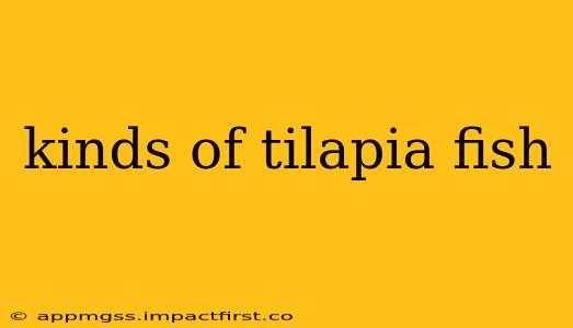 kinds of tilapia fish