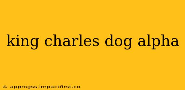 king charles dog alpha
