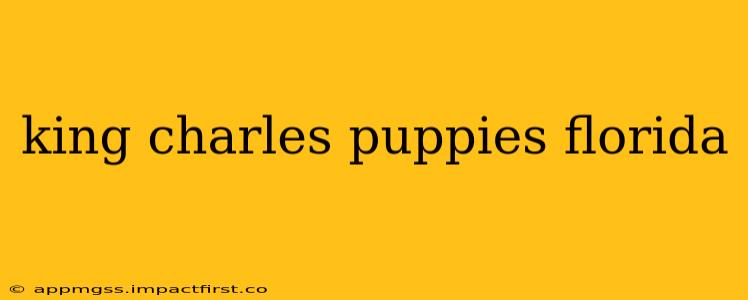 king charles puppies florida