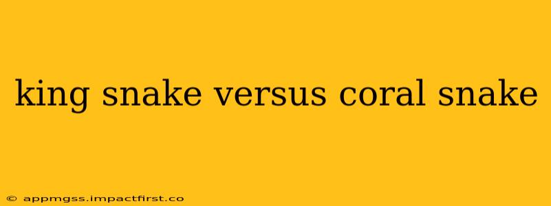 king snake versus coral snake