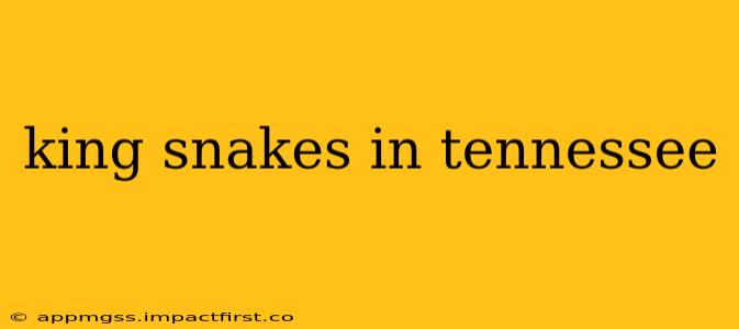 king snakes in tennessee
