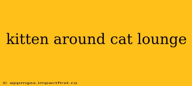 kitten around cat lounge