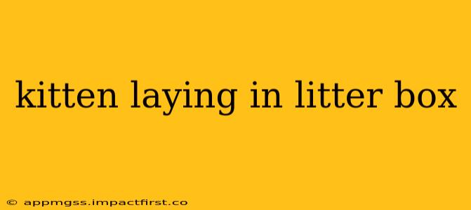 kitten laying in litter box