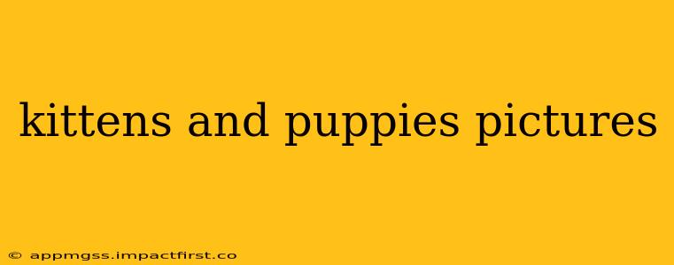 kittens and puppies pictures
