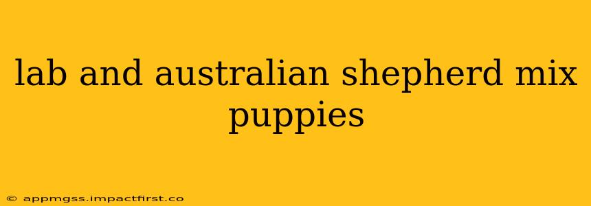 lab and australian shepherd mix puppies