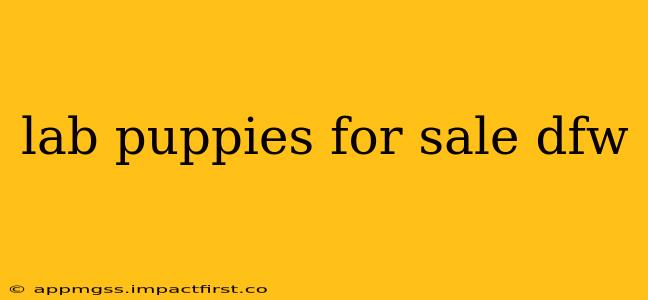 lab puppies for sale dfw