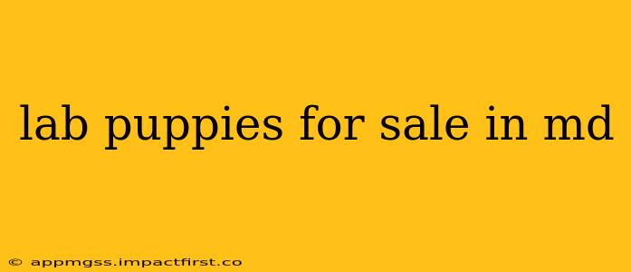 lab puppies for sale in md