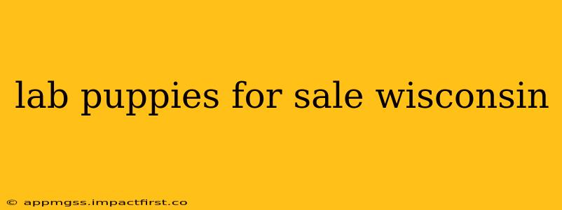lab puppies for sale wisconsin