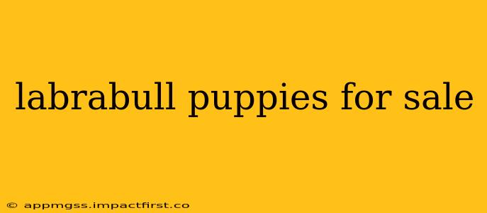 labrabull puppies for sale