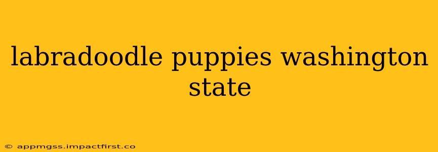 labradoodle puppies washington state