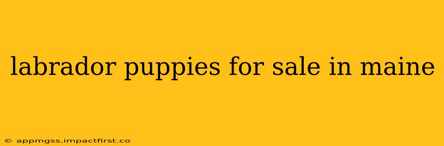 labrador puppies for sale in maine
