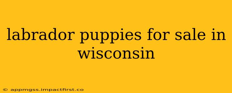 labrador puppies for sale in wisconsin