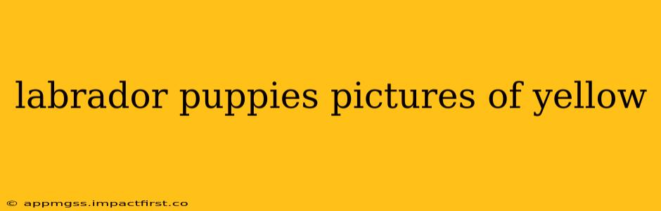 labrador puppies pictures of yellow