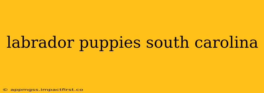 labrador puppies south carolina