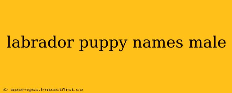 labrador puppy names male