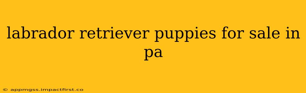 labrador retriever puppies for sale in pa