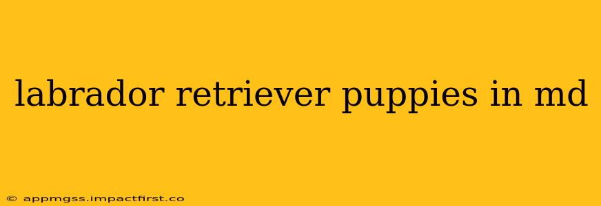 labrador retriever puppies in md