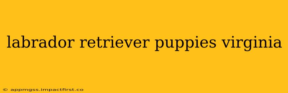 labrador retriever puppies virginia