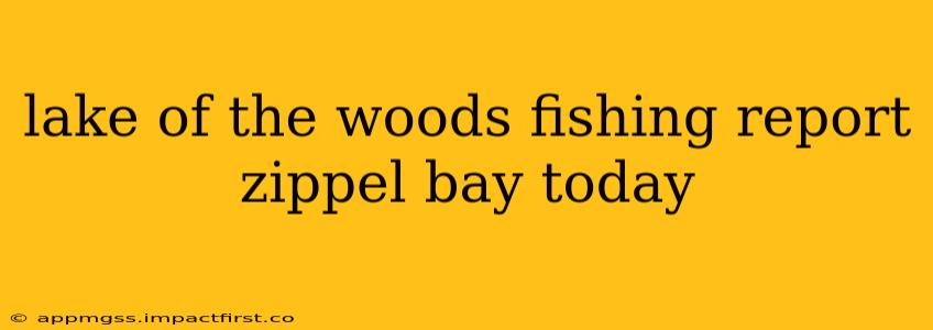 lake of the woods fishing report zippel bay today