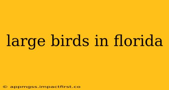 large birds in florida