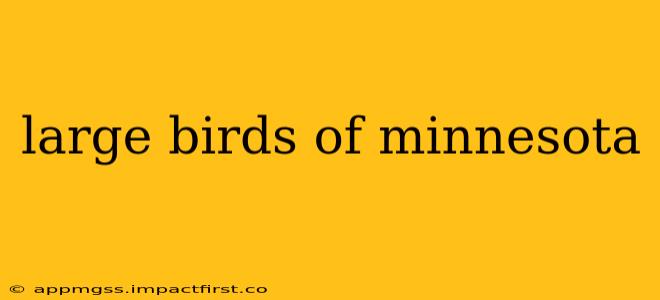 large birds of minnesota