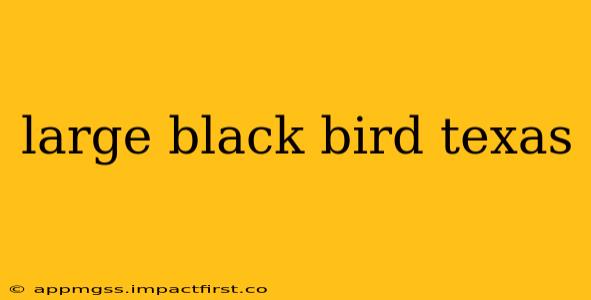 large black bird texas