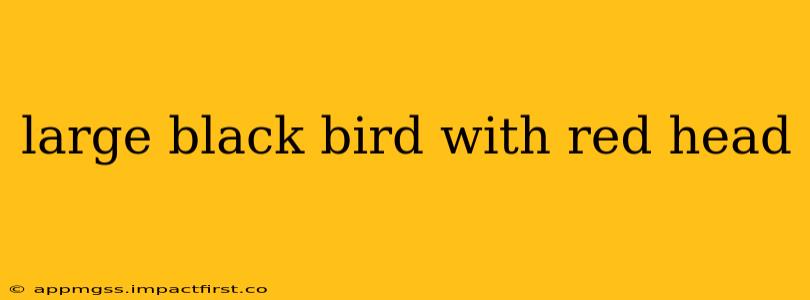 large black bird with red head
