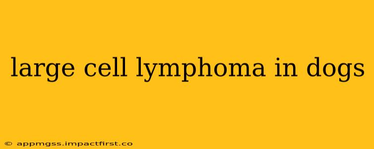 large cell lymphoma in dogs