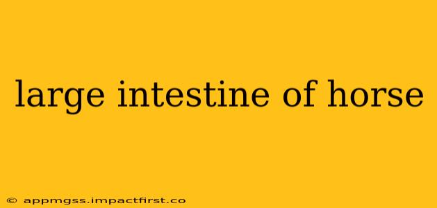 large intestine of horse