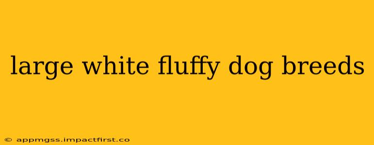 large white fluffy dog breeds