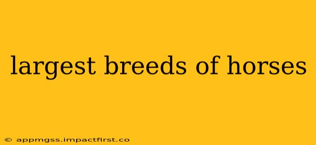 largest breeds of horses