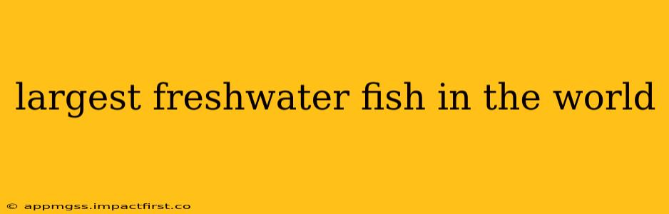 largest freshwater fish in the world