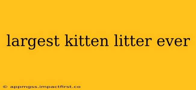 largest kitten litter ever