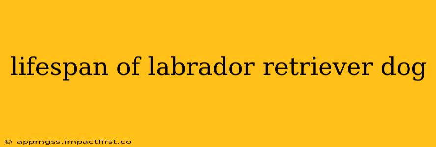 lifespan of labrador retriever dog
