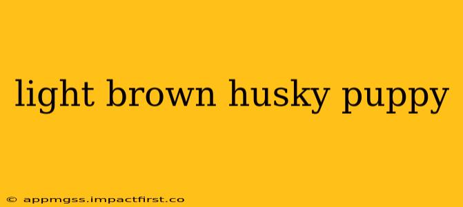 light brown husky puppy