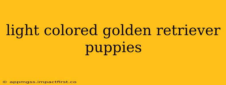 light colored golden retriever puppies