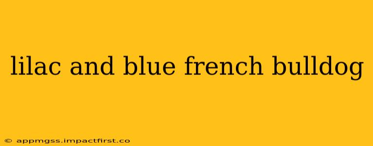 lilac and blue french bulldog