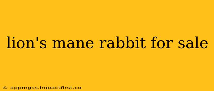 lion's mane rabbit for sale