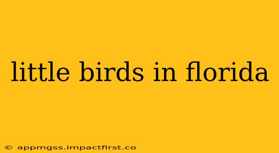 little birds in florida