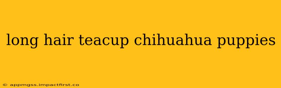 long hair teacup chihuahua puppies