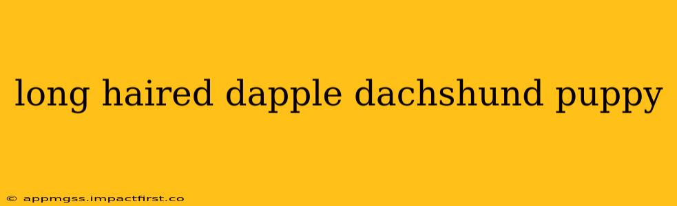 long haired dapple dachshund puppy