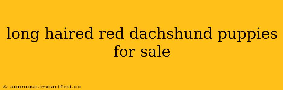 long haired red dachshund puppies for sale