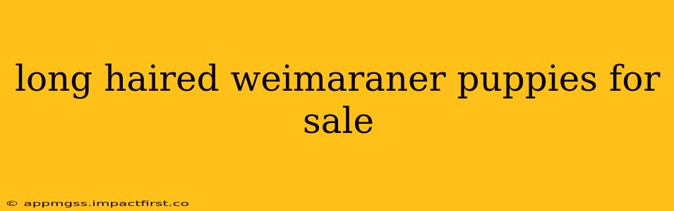 long haired weimaraner puppies for sale