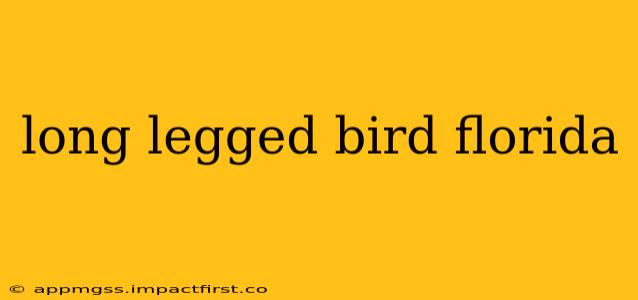 long legged bird florida