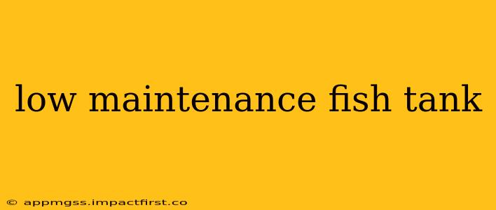 low maintenance fish tank