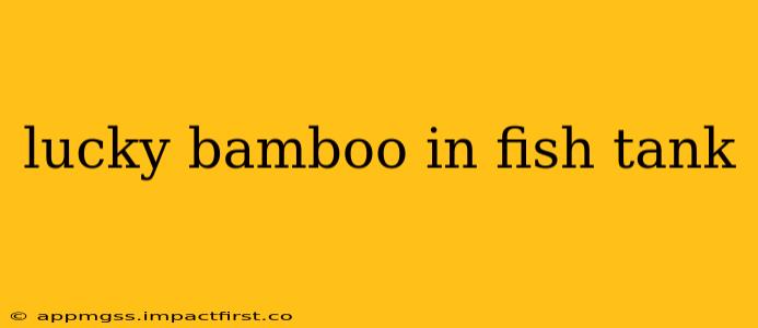 lucky bamboo in fish tank