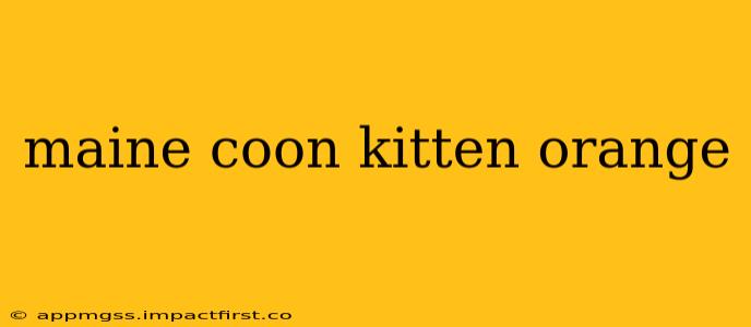maine coon kitten orange